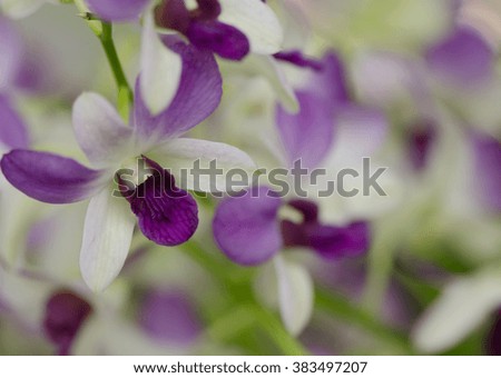 Close up of purple white dendrobium orchids with soft background.