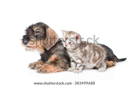 Wire-haired dachshund puppy and tiny kitten together in side view. isolated on white background