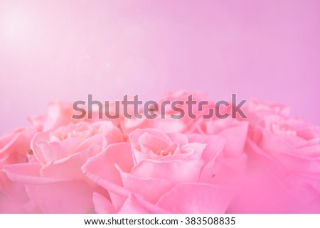 Light pink roses in soft color and blur style for background