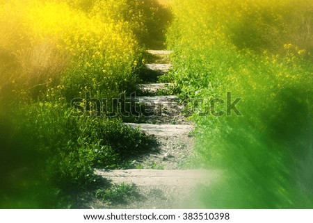 abstract dreamy and blurred image of  mystery stairs in forest. vintage filtered
