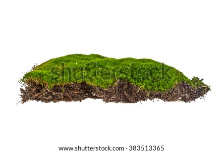 Green moss on white background Royalty-Free Stock Photo #383513365