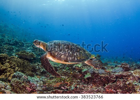 The sea turtle swimming above the healthy coral reef. Nusa Penida, Indonesia.