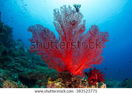 Red fan, soft coral, shape of Canadian flag. Healthy reef, Nusa Penida, Indonesia.
