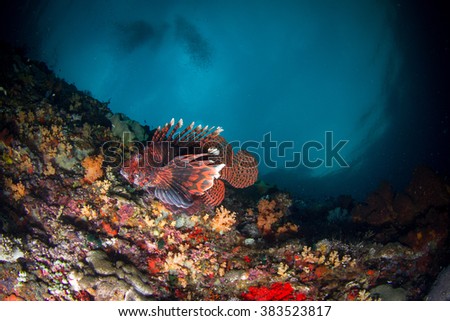 Beautiful underwater view with the lionfish at shallow water at the evening. Nusa Penida, Indonesia. 