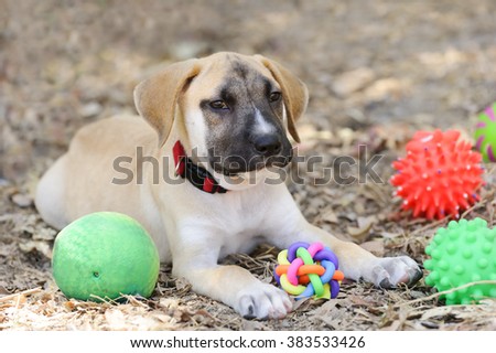 Puppy toys is a cute happy puppy outdoors surrounded by his toys.