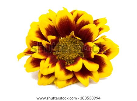 Yellow red chrysanthemum isolated on a white background