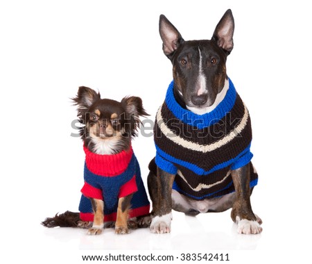 two dogs in knitted sweaters