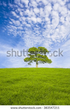 Prairie and tree of fine weather 