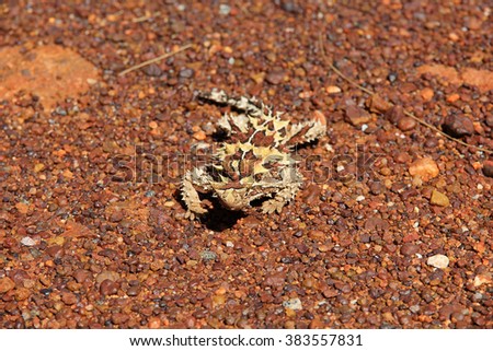 Moloch horridus - Thorny Dragon on the highway in the Outback, Australia.