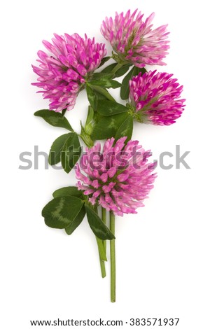 Clover or trefoil flower medicinal herbs isolated on white background cutout
