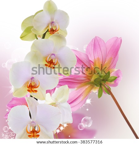Beautiful exotic flower orchid on abstract nature background