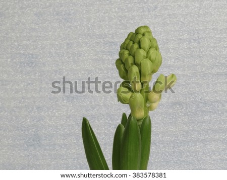 Forcing hyacinth, bud and leaves.