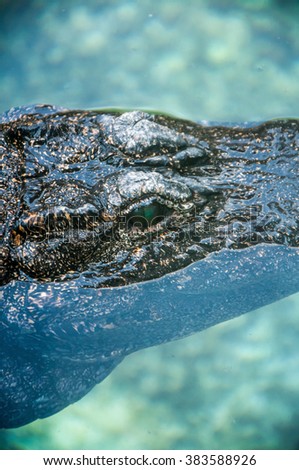 Crocodile close up floating on water surface