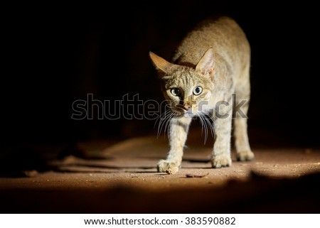 Night picture of isolated African wildcat, Felis silvestris lybica, nocturnal predator coming and staring directly at camera, lit by spotlight. Front view. Kruger national park, South Africa.