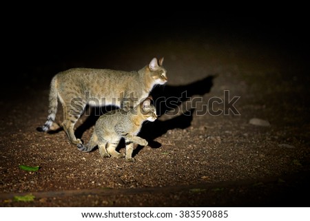 Night picture of African wildcat, Felis silvestris lybica, female cat with a kitten, lit by spotlight against black background. Side view. Kruger national park, South Africa.