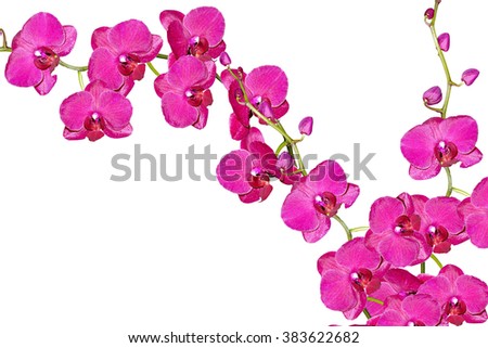 Orchid flower isolated on white background. Delicate flower