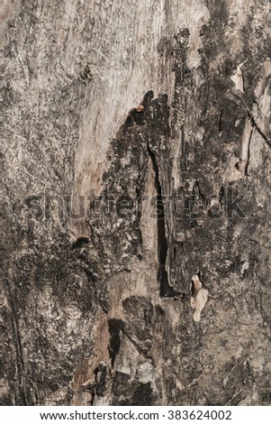 tree texture 