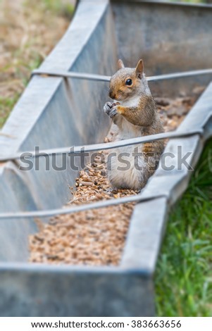 Grey squirrels are invasive species in the UK. This one is feeding in a farm trough in a field in Wales. UK, June