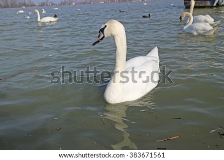 Swans swimming, eating