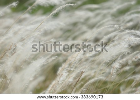 soft focus of grass