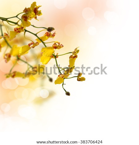 Yellow oncidium orchid, bokeh background