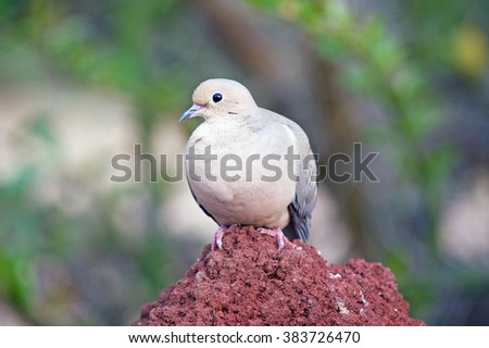Mourning Dove perched on a rock during early evening in late winter in California.