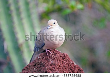 Mourning Dove perched on a rock during early evening in late winter in California.