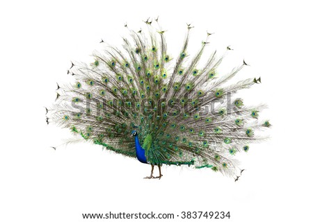 Female Indian Peafowl (peahen). Isolated over white  Royalty-Free Stock Photo #383749234
