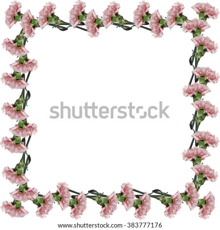 Pink carnation 