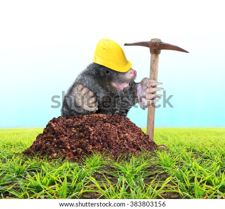 The Mole (Talpa Europea) with pickax digging on your garden. Pest control concept. Funny picture of animals in agriculture.