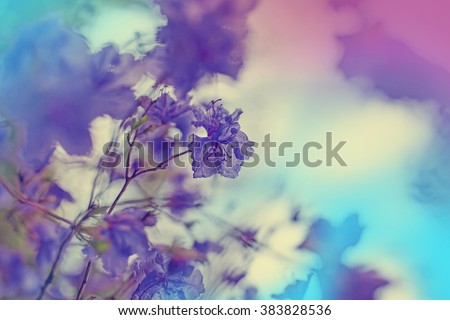 Blossom tree over nature background/ Spring flowers/Spring Background/ selective focus