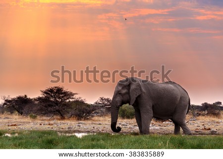 Portrait of african elephants with dusk sky, Etosha national Park Ombika Kunene, Namibia, wildlife photography Royalty-Free Stock Photo #383835889