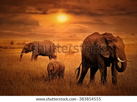 Elephants at African Sunset Background