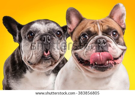 French bulldogs isolated over orange background, retouched