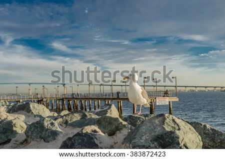 Seagull on Rocks facing left near San Diego harbor