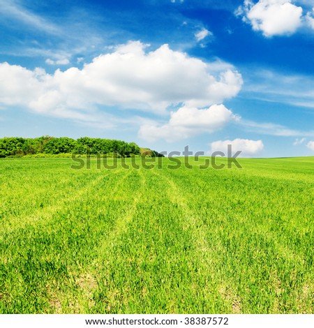 meadow covered by a grass