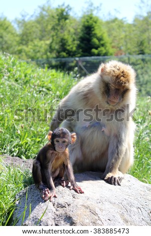 Monkey Royalty-Free Stock Photo #383885473