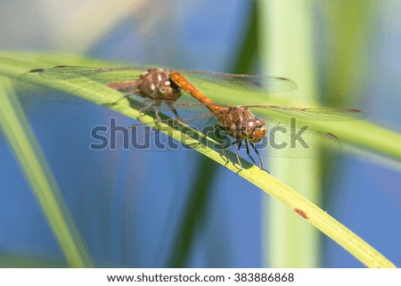 Dragonfly - Sympetrum vulgatum - couple