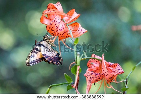 Tiger Lily with a Happy Eastern Tiger Swallowtail Butterfly.  This beautiful flower is also generically referred to as a Turk’s Cap Lily due to its recurve shaped petals.