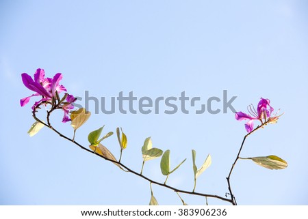 the beautiful banhinia flower on the background of blue sky.