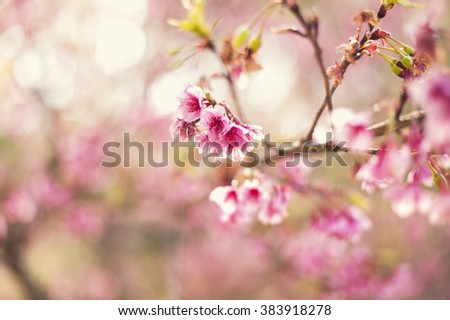 Close up Sakura Flowers, Cherry Blossom, Beautiful Pink Flowers,Blur effect,vignet effect
