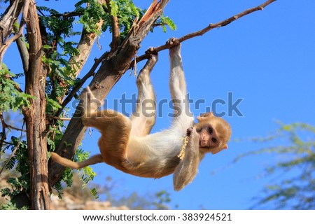Rhesus macaque (Macaca mulatta) climbing tree near Galta Temple in Jaipur, India. The temple is famous for large troop of monkeys who live here. Royalty-Free Stock Photo #383924521