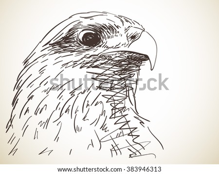 Portrait of eagle, Hand drawn sketch
