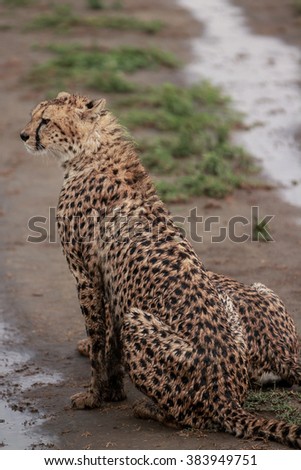 Cheetah of Serengeti