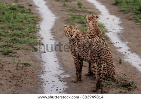 Cheetah of Serengeti