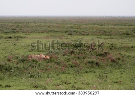 Cheetahs of Serengeti
