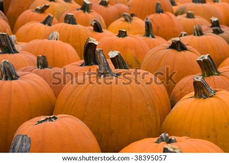 Pumpkins lines up during the Halloween holiday.