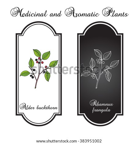 Rhamnus frangula (Frangula alnus), the alder buckthorn, glossy buckthorn, or breaking buckthorn. Medicinal plant. Hand drawn botanical vector illustration.