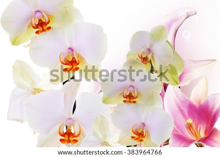 Beautiful orchid and lily.Flower background