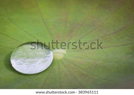 Drops of water on a lotus leaf